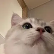 つきの画像