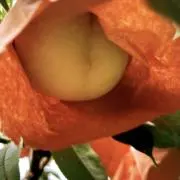 miの画像