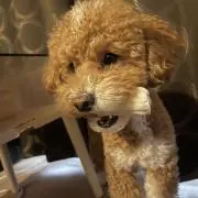 oliver