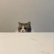 なこの画像