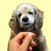 畑正憲 直筆 絵画 額入り - メルカリ