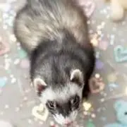 あやめ