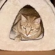 デンジ(保護猫2匹と同居中)の画像
