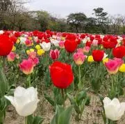 ichiイッチーの画像