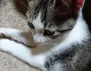 ぎんじろう屋の画像