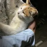 ももこの画像