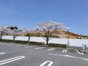 桜ハナコ