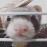 きくたの画像