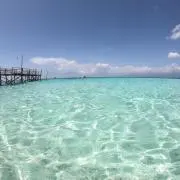 さくらの画像
