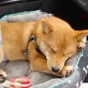 misaの画像