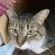 chakaの画像