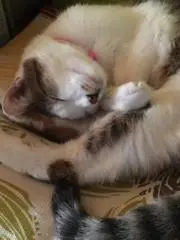 まちマグの画像
