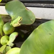 なつの画像
