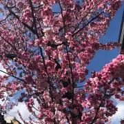 晴海陽子の画像