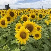 こみゅーもの画像