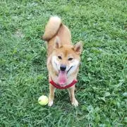 サスケのパパの画像