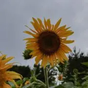 りんさん