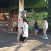 まゆの画像