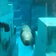 あんな