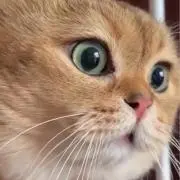 イカロスの画像