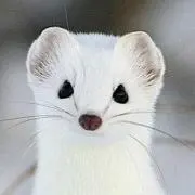 shiro occoの画像