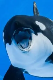 ミュウとファーの画像