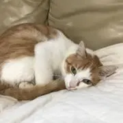 すかりの画像