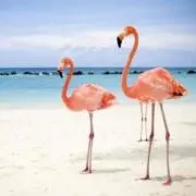 ナミン