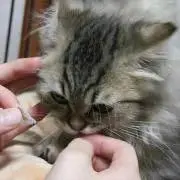 sh-xyの画像