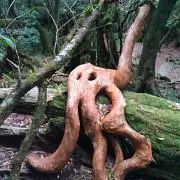 金太郎