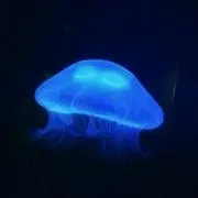 海月