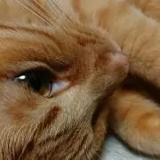 あゆみ