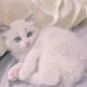 くうジャス