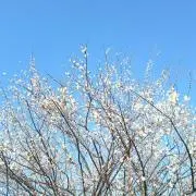 Riu☆の画像