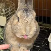 むぎ