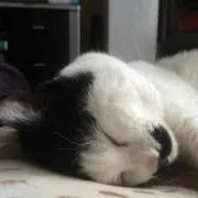 ちまき