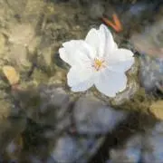 Uの画像
