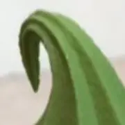 茶