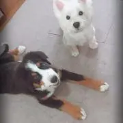 青と柚子の画像