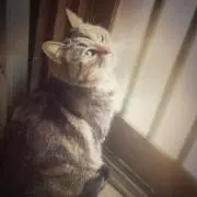 Kijitora Nanaの画像