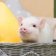 とんどんの画像
