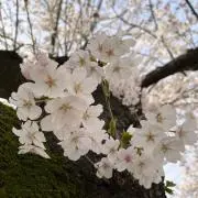 はなの画像