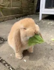 しおまるの画像