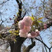 ☆sakura☆の画像