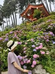 sayuri