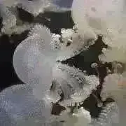 mh