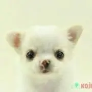 チワワのラル