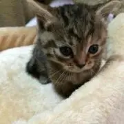 ぽての画像