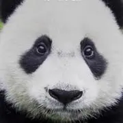 すず