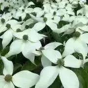 ゆぽんの画像
